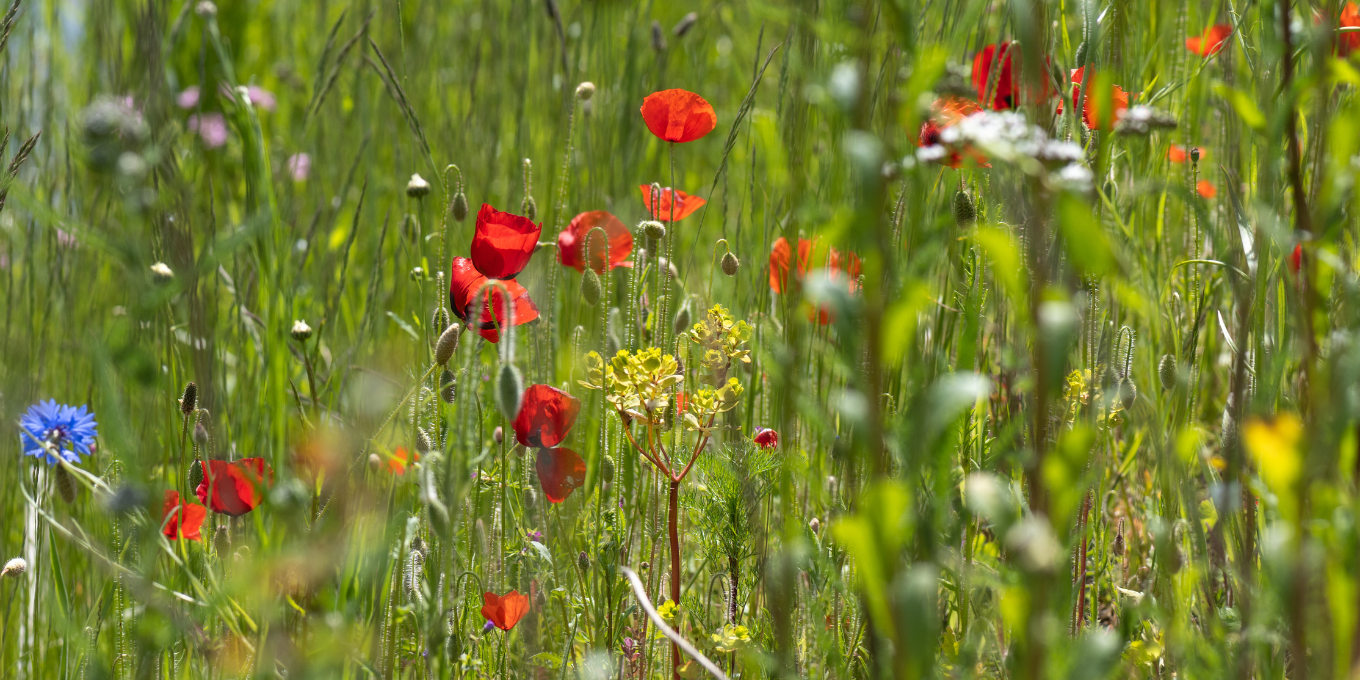 Atelier jardinage :  création d’une pelouse fleurie